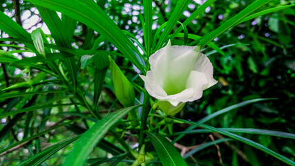 this is the beautiful white flower.