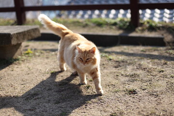 高台の公園の猫