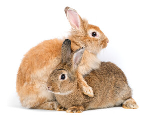 Two adorable cute little red brown easter bunny isolated on white background. Portrait of furry beautiful rabbit. Pet, animal and easter concept.