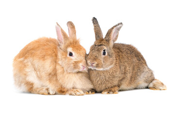 Two adorable cute little red brown easter bunny isolated on white background. Portrait of furry beautiful rabbit. Pet, animal and easter concept.
