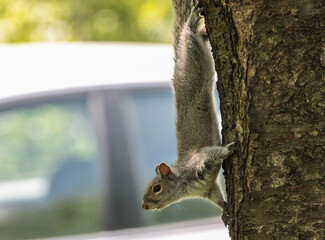 An Eastern Gray Squirrel Climbing Down the Side of the Tree