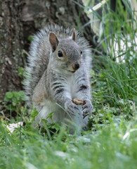 Eastern Gray Squirrel with Walnut in Hands
