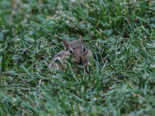 Chipmunk in the Grass Eating Seeds