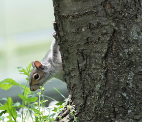 An Eastern Gray Squirrel Poking Its Head Out From Side of Tree