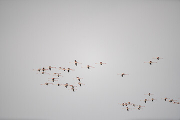 Group of Flamingo in Tunisia