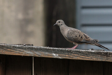 Mourning Dove Walking Across Wooden Fence