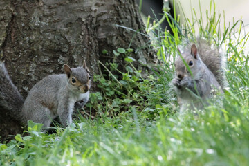 Two Squirrels Messing Around and Eating