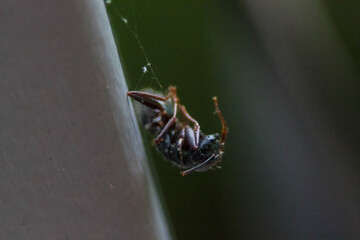 Macro of Bullet Ant (Paraponera Clavata) Tangled Up in Spider Web