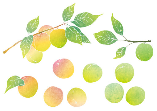 梅の実と梅の木のベクターイラスト（水彩）