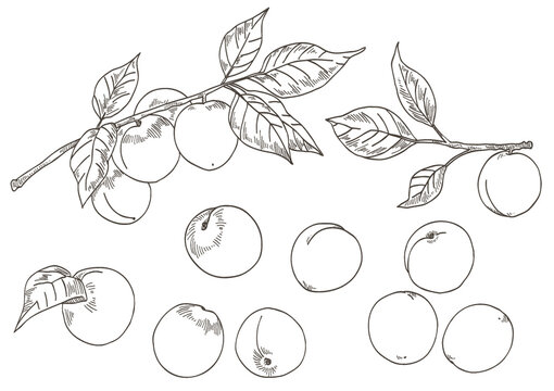 梅の実と梅の木のベクターイラスト（線画）