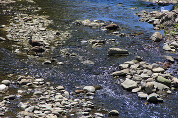 浅い川で、餌を探してあちこち歩き回るカルガモ２羽