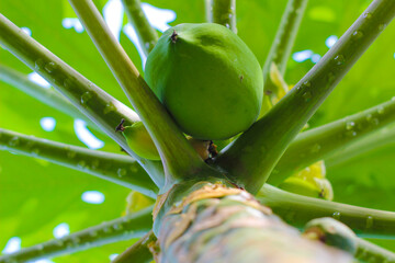  papaya /.............,