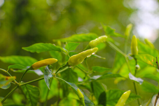 yellow pepper flower in the garden,......