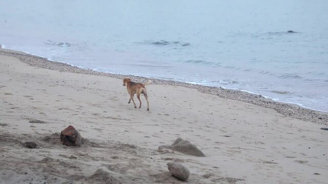 Dog walking on the beach freely