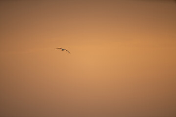 Group of Flamingo in Tunisia