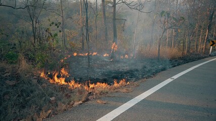Bushfire near road in national park. Climat change crisis. Forest wildfire in dry season. Fotage 4k