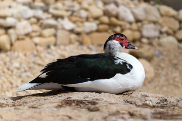 真横から見たバリケン