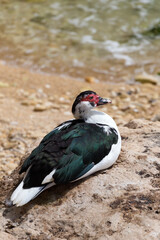 地中海沿岸で休むバリケン