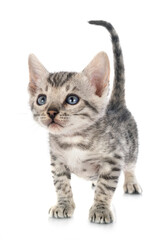 Obraz premium bengal kitten in studio