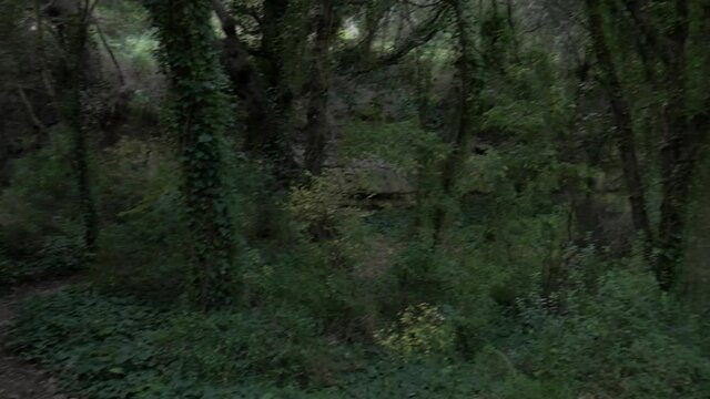 Forest view, Path, Trees, Vegetation, Sky, Randa Mallorca