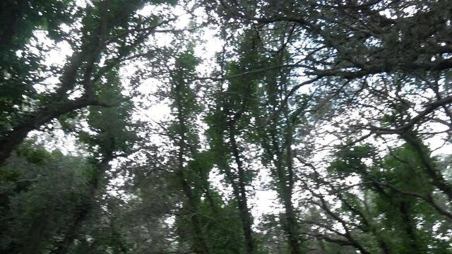 Forest Branches view up to the Sky, Randa Mallorca Spain