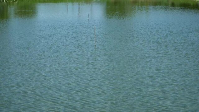 Lake or river swamp The movement of water in the lake due to the wind blowing in the evening
