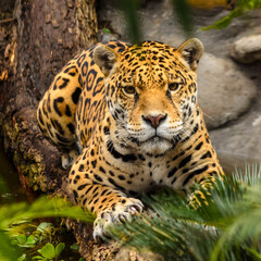 Jaguar resting on a branch