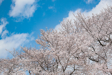 Obraz na płótnie Canvas 満開の桜と青空が清々しい春の景色