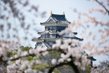 岡山城 -満開の桜が咲く「旭川さくらみち」から望む-