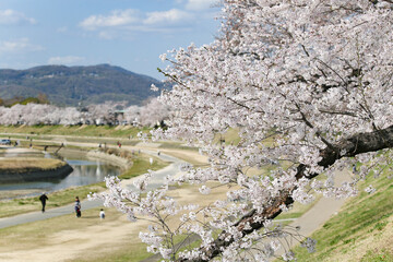 満開の桜が咲く「旭川さくら道」岡山後楽園側のお花見スポット