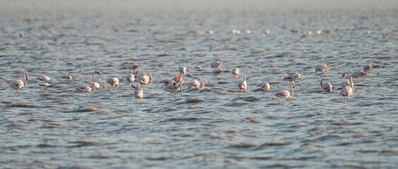 Group of Flamingo in Tunisia