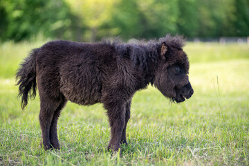 Black baby miniature horse on sunny summer day in the meadow