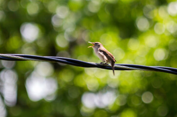 Bird on a Powerline