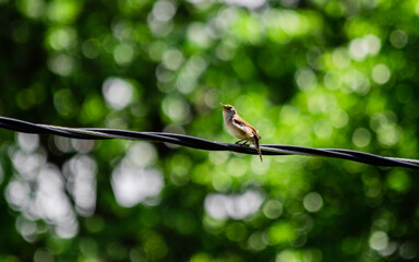Bird on a Powerline