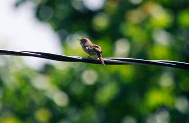 Bird on a Powerline