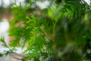 Green thuja in the park. Selective focus.