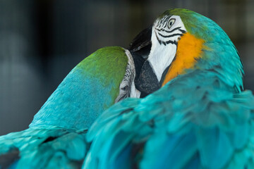 じゃれ合う二羽のルリコンゴウインコ