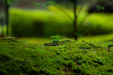 苔の森