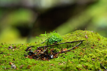 苔の森