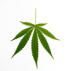 cannabis plant cannabis cannabis leaves for on white background