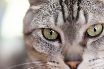 ネコの目　サバトラ猫