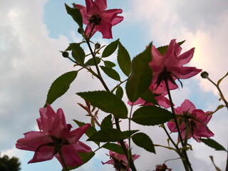 pink rose against blue sky