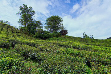 Fototapeta na wymiar Beautiful nature view of the tea plantation cliff in Malaysia