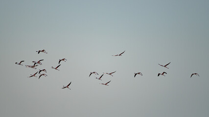 Group of Flamingo in Tunisia