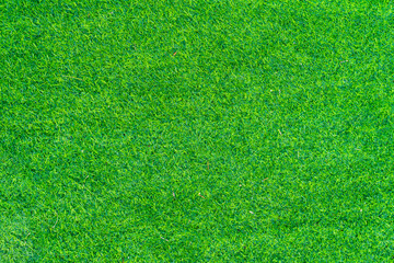 Fototapeta premium texture of green grass