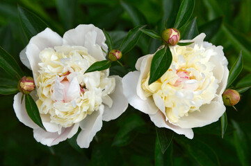 white peony flower with buds and blooming flowers growing in the garden