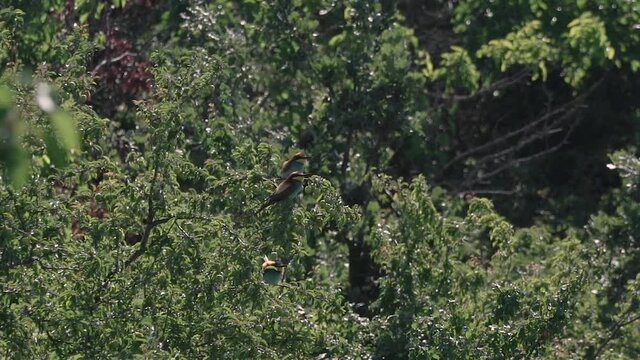 Pair of European bee-eater on a bush, an ecosystem engineer in arid ecosystems