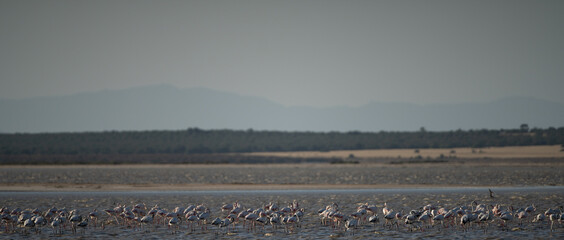 Group of Flamingo in Tunisia 