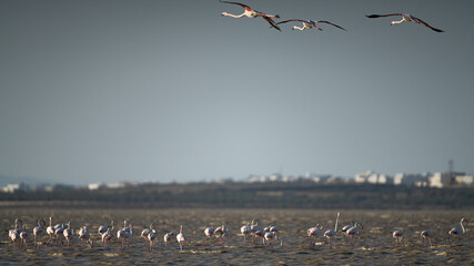 Group of Flamingo in Tunisia 