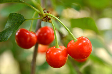 branch of ripe cherries  close up
